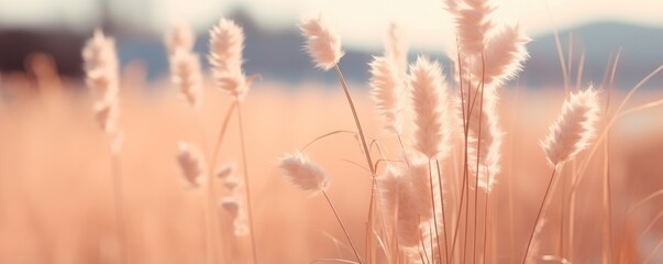 Crédence de cuisine Pantone 2024 Peach Fuzz Beautiful meadow with wild flowers over sunset sky. Beauty nature field background with sun flare. Wild grass and flower. Sunny summer or autumn nature backdrop. Peach fuzz - color of the year 2024   © Margarita Ratatosk
