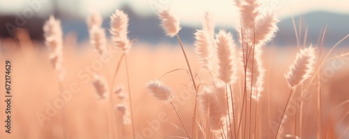 Beautiful meadow with wild flowers over sunset sky. Beauty nature field background with sun flare. Wild grass and flower. Sunny summer or autumn nature backdrop. Peach fuzz - color of the year 2024 