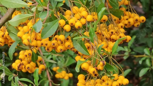 Bright berries of scarlet firehorn Pyracantha coccinea in the garden in autumn, red firehorn
 photo