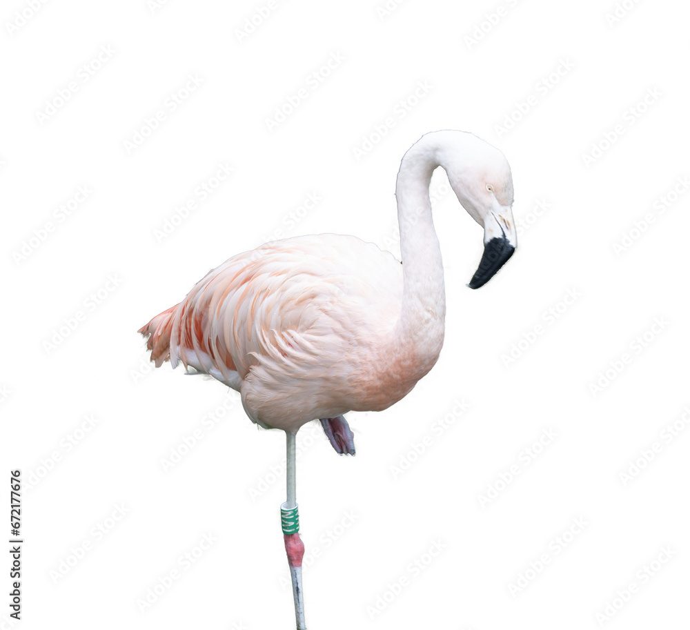 Obraz premium European pink flamingo