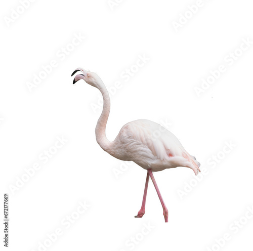 European pink flamingo