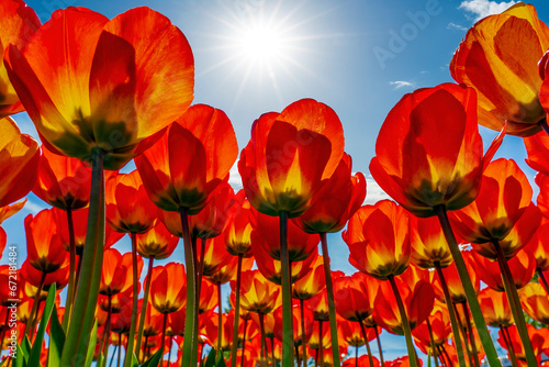 Red tulips in full bloom photographed from the bottom towards the blue sky and full sun  in a flowerbed in Lisse  Netherlands