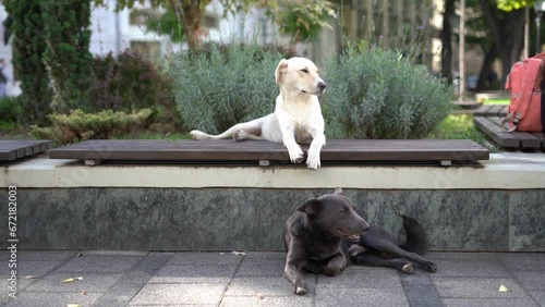 Two marked, chipped and vaccinated homeless mongrel dogs are resting on the bench in the city center.