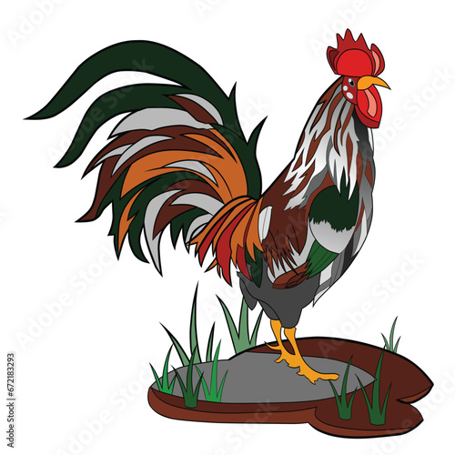 rooster in the garden,Rooster,the rooster is ready to fight,rooster near the grass,Roosters have rounded tails upwards