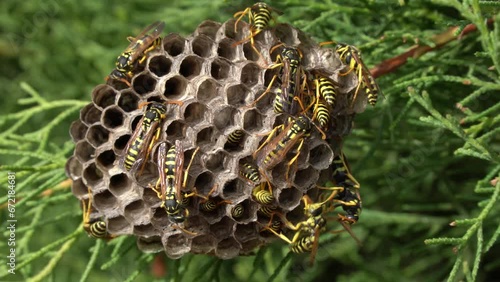 Live of paper wasp's nest. Wasps or bees collaborative, joint work. Timelapse 10x, fastmotion. 