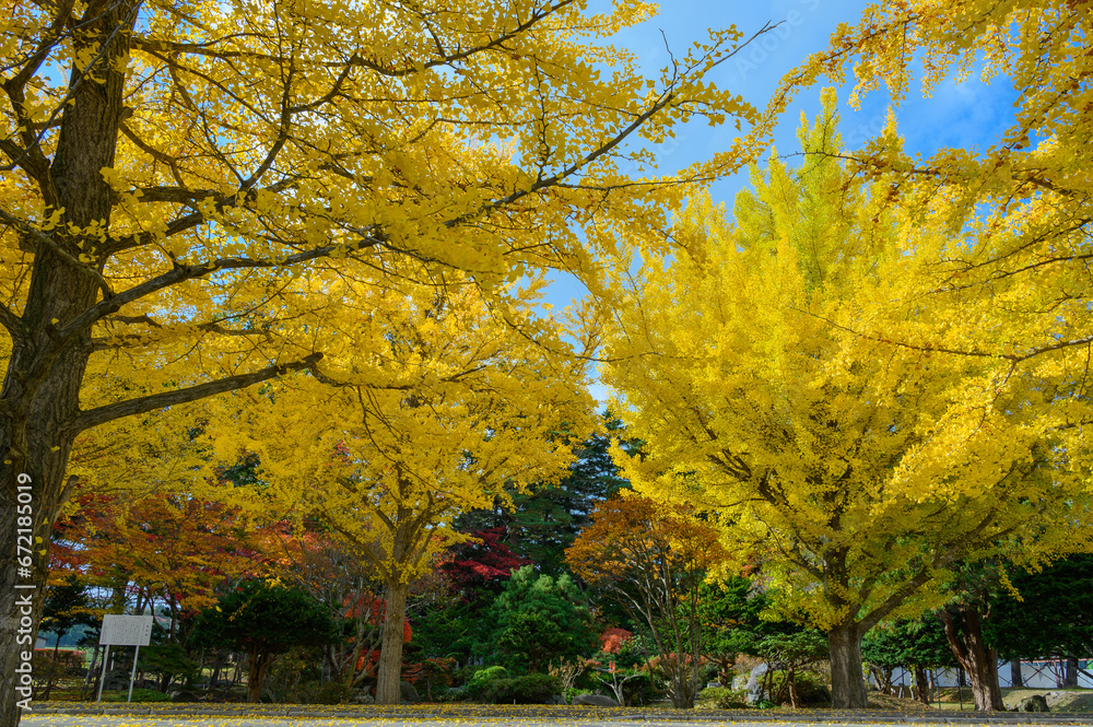 Naklejka premium 大野高校の銀杏