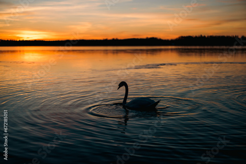 swan at sunset