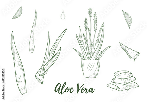 Vector aloe vera plant doodle reaslistic illustration. Black and white line isolated on a white background for design, packaging