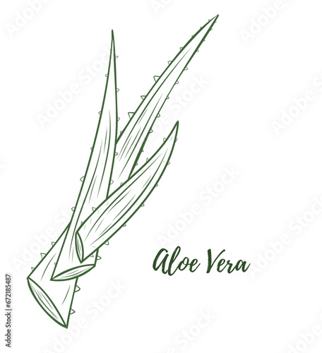 Vector aloe vera plant doodle reaslistic illustration. Black and white line isolated on a white background for design, packaging