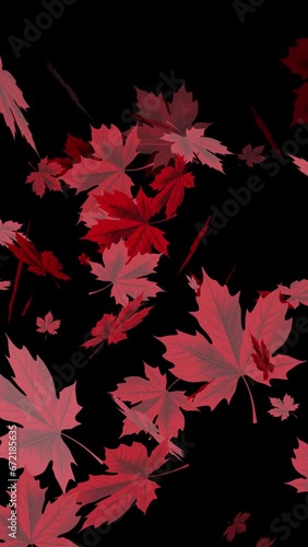 Falling red autumn leaves overlay on a black background. Seamless loop.