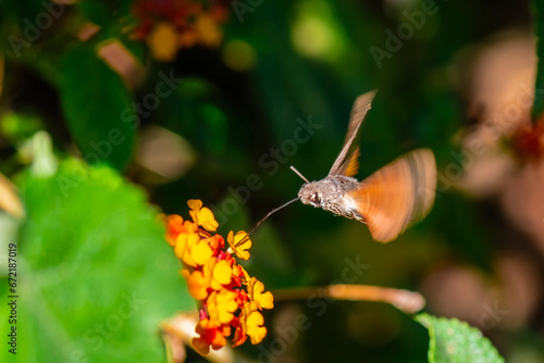 Hummingbird hawk-moth hovering over a flower (Macroglossum stellatarum)