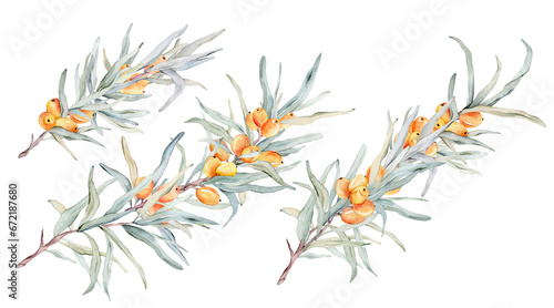 Set of watercolor illustration sea buckthorn branches with orange berries and green leaves isolated on white background. Elements clipart hand painted natural plant twigs with fresh fruits © Ekatmart