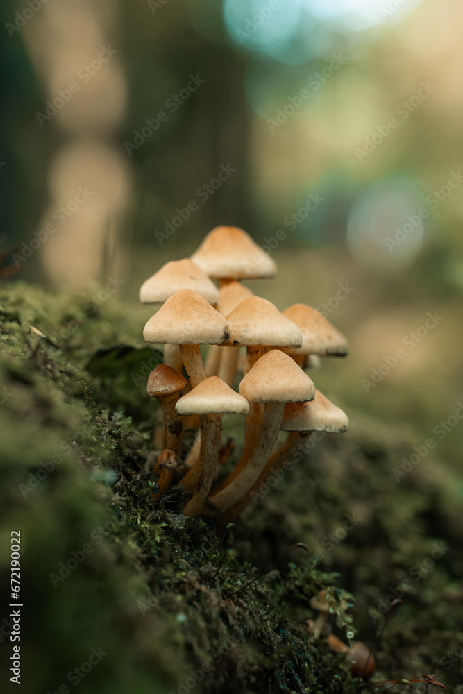 Mushrooms growing on a log, wild mushroom plants in nature, macro scene, forest floor, woodland setting Mushrooms growing on a log, wild mushroom plants in nature, macro scene, forest floor, woodland setting