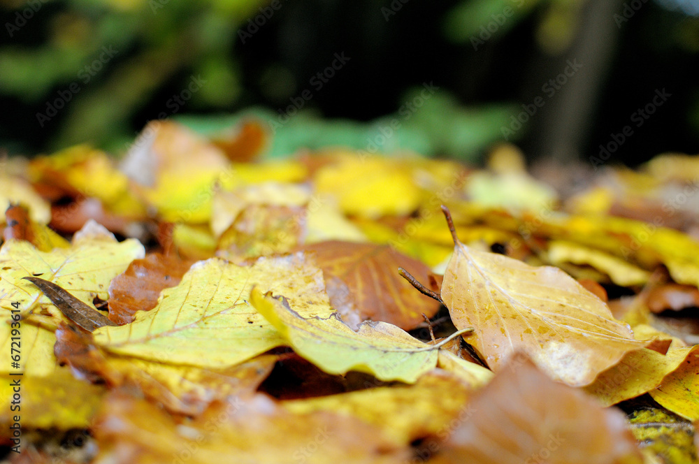 Autumn Foliage Closeup Yellow Background Autumn Foliage Closeup Yellow Background