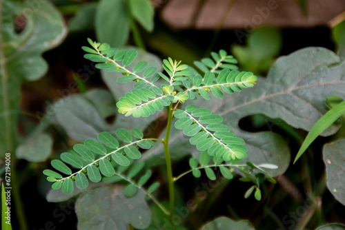 The meniran plant, Phyllanthus urinaria, is one of the herbal plants that can be used as an alternative medicine photo