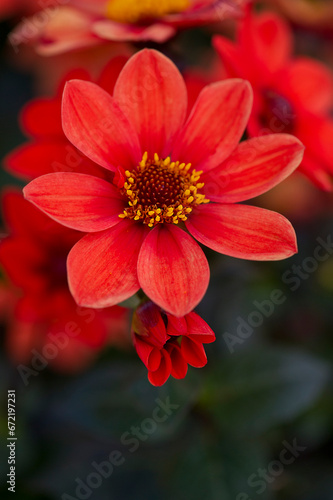 Aufgeblühte einfach blühende rote Dahlien © Heidi Bollich
