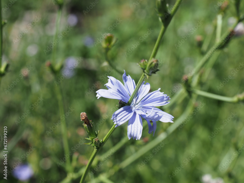 common chicory blue flower scient. name Cichorium intybus common chicory blue flower scient. name Cichorium intybus