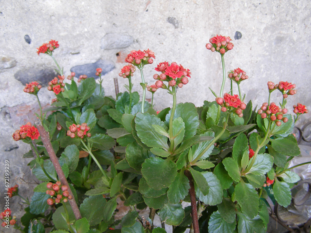 Fototapeta premium kalanchoe red flower scient. class. Saxifragales Crassulaceae