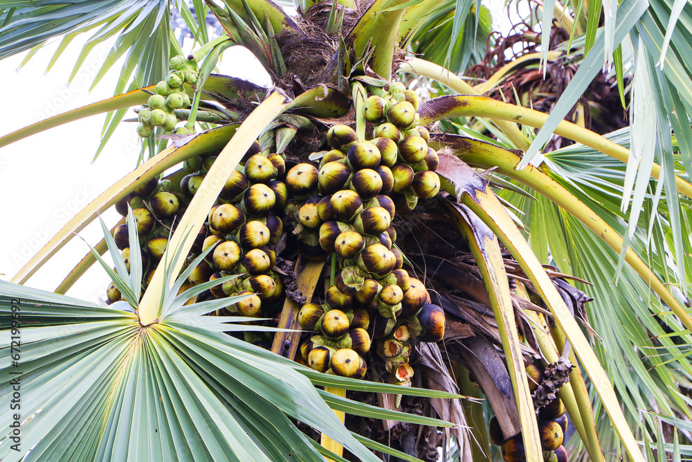 Asian Palmyra palm, Bunch of black fruit on tree with green leaves. It