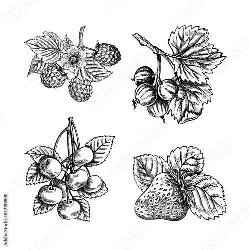 Set of berries and fruits, strawberries, raspberries, currants and cherries, hand drawn black and white graphic vector illustration. Isolated on a white background. For packaging, banners and menus.