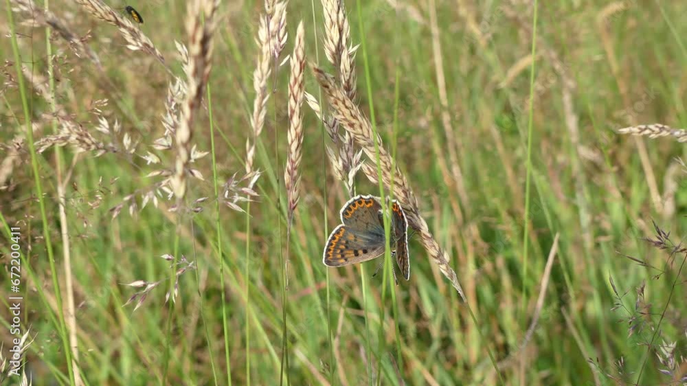 Butterfly Lycaena tityrus, Sooty copper on seeds of flowering grass in meadow moved by strong wind - real time. Topics: beauty of nature, fauna, flora, natural environment, season Butterfly Lycaena tityrus, Sooty copper on seeds of flowering grass in meadow moved by strong wind - real time. Topics: beauty of nature, fauna, flora, natural environment, season