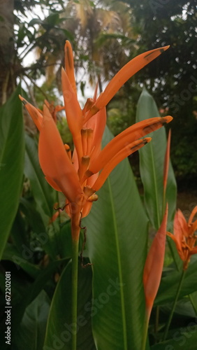 orange tiger lily