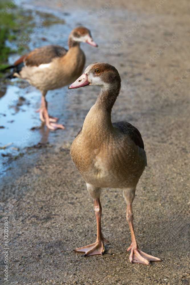 Two young Egyptian geese (Alopochen aegyptiaca) on a path in the park Two young Egyptian geese (Alopochen aegyptiaca) on a path in the park