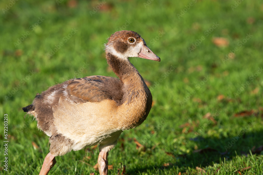 Portrait of a little Nile gosling (Alopochen aegyptiaca) on a natural green background Portrait of a little Nile gosling (Alopochen aegyptiaca) on a natural green background