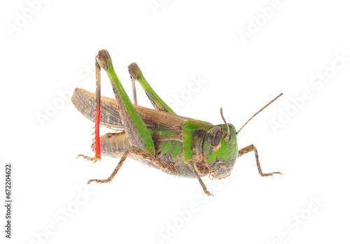 Slender green-winged grasshopper isolated on white background, Aiolopus thalassinus photo