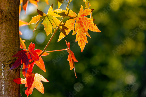 Selective focus of yellow orange leaves on the tree with sunlight, American sweetgum also known as American storax, Hazel pine  is a deciduous tree in the genus Liquidambar, Nature autumn background. photo