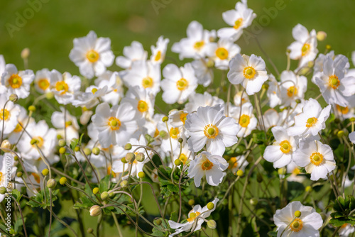 Selective focus of flower in the garden with green leaves, Anemone hupehensis (commonly known as the Chinese or Japanese anemone) have yellow stamens and white petals, Nature floral pattern background photo
