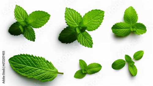 Set of mint leaf. Mint leaves isolated. Fresh mint on white background. photo