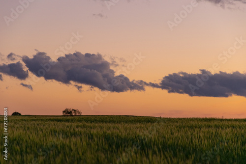 atardecer sobre un campo verde