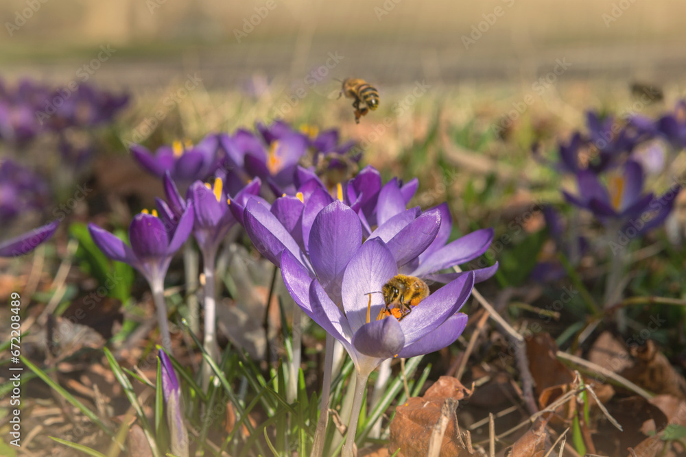 Fototapeta premium Honey bee collecting pollen from crocus blossom. Crocus flowering. Meadow of beautiful purple crocus flowers on a spring lawn
