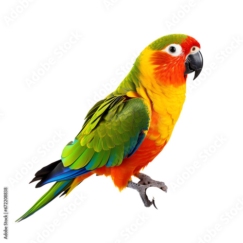 a colorful bird standing on a black background
