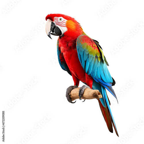 a colorful parrot on a branch