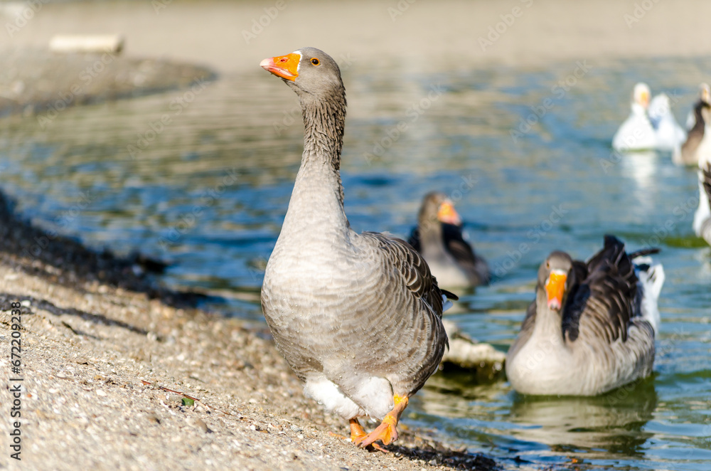 Fototapeta premium a wild goose on a lake