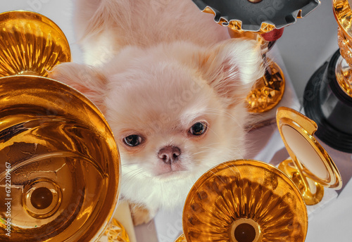 disgruntled cream chihuahua puppy among cups and awards photo