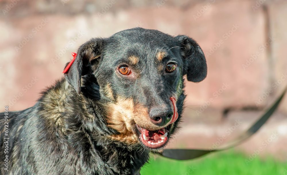 black mongrel dog on a leash licks his lips black mongrel dog on a leash licks his lips