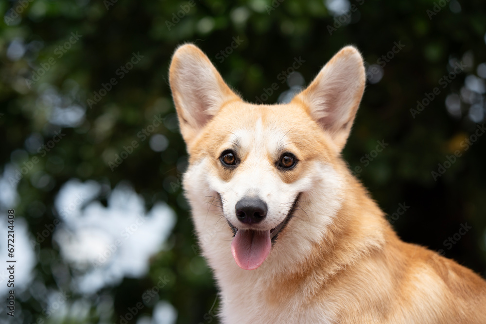 Corgi dog on the grass in summer sunny day