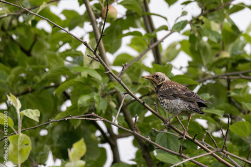A wood thrush sitting on a tree branch is a mountain ash.