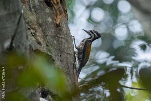 A female common flameback Dinopium javanense perching on a branch, searching for food with natural bokeh background