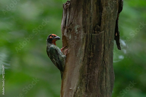 a coppersmith barbet carrying food inside its beak with natural bokeh background 