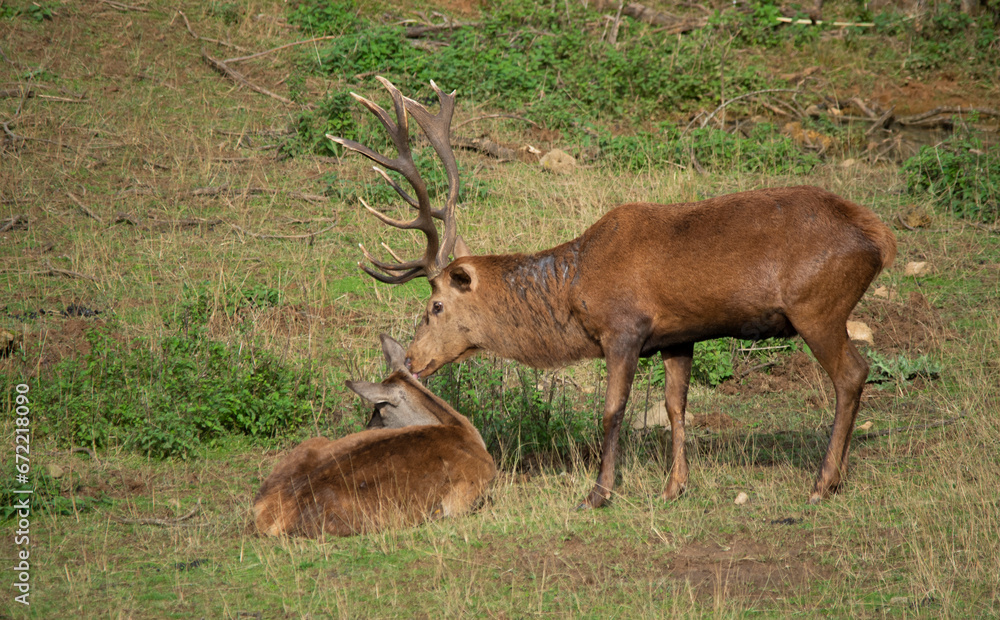 Deer smelling a doe in heat