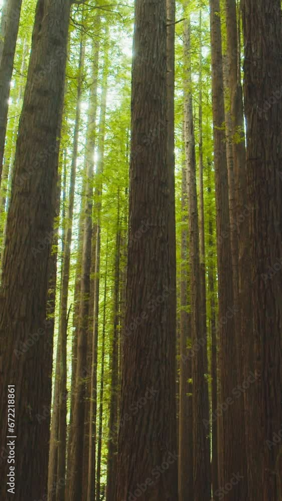 Californian redwood forest, Otway National Park, Australia. Californian redwood forest, Otway National Park, Australia.