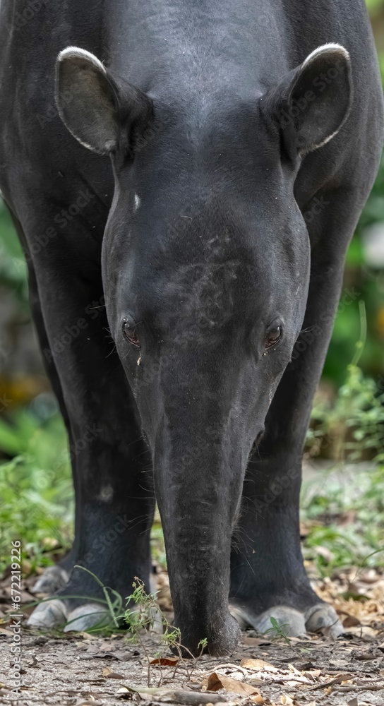 Naklejka premium a black rhino standing in some tall grass with his back to the camera
