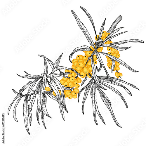 Vector illustration of a sea buckthorn branch in engraving style