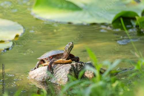 turtle on the pond