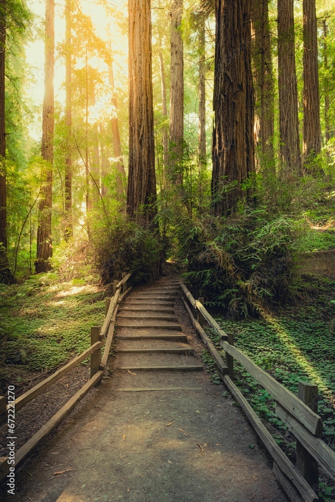 Idyllic path surrounded by lush greenery leads up to a majestic grove of redwood trees. Idyllic path surrounded by lush greenery leads up to a majestic grove of redwood trees.