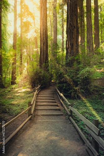 Idyllic path surrounded by lush greenery leads up to a majestic grove of redwood trees.